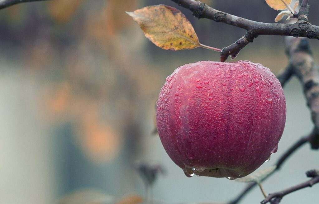 apple-branch-wet