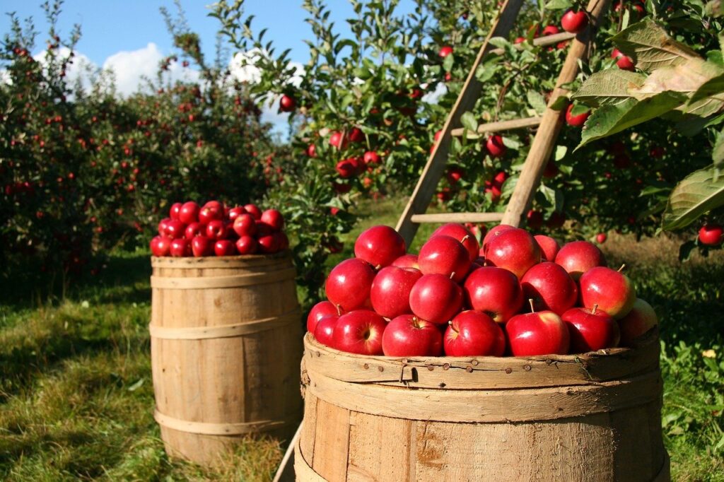 apples-barrel