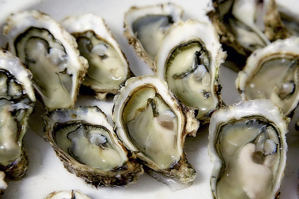 oysters-picture